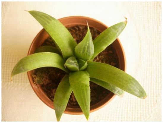 Name:  H. nitidula (2) 2.jpg
Views: 812
Size:  26.9 KB