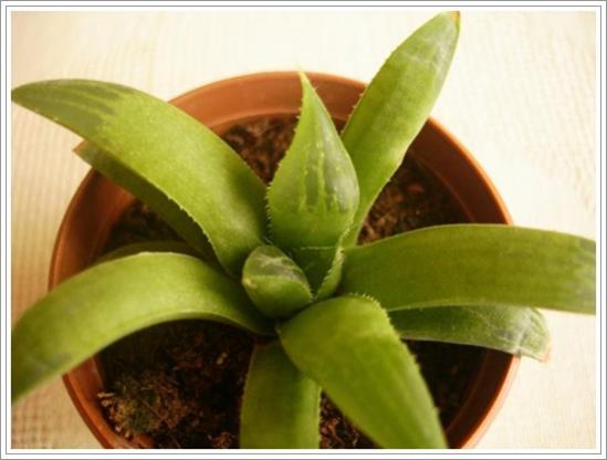 Name:  H. nitidula (3) 2.jpg
Views: 829
Size:  28.4 KB