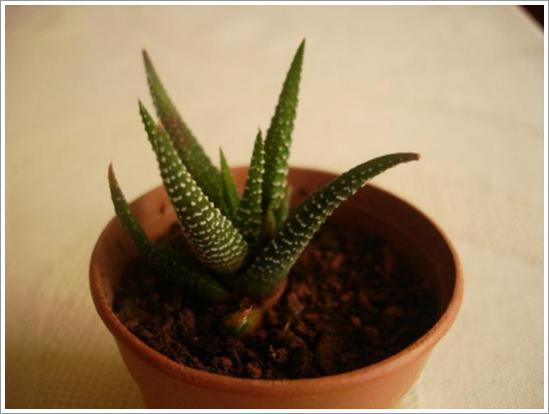 Name:  H.attenuata 2.jpg
Views: 847
Size:  21.9 KB