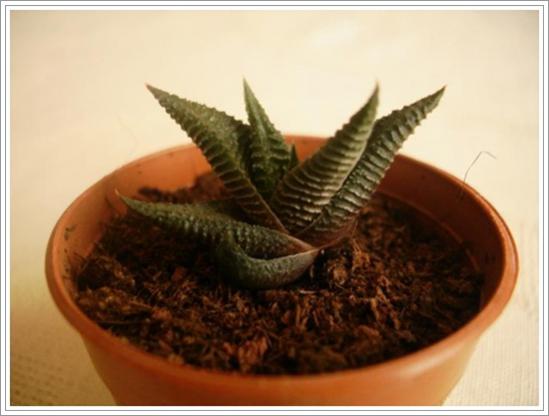 Name:  H. limifolia 2.jpg
Views: 869
Size:  27.8 KB