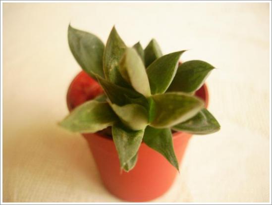 Name:  Haworthia 2.jpg
Views: 898
Size:  18.8 KB