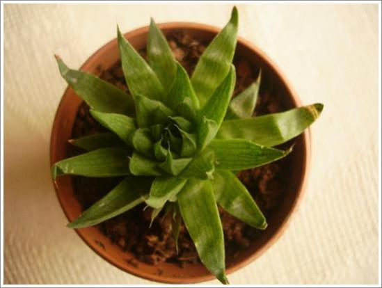 Name:  H.clorophylla 2.jpg
Views: 817
Size:  27.5 KB
