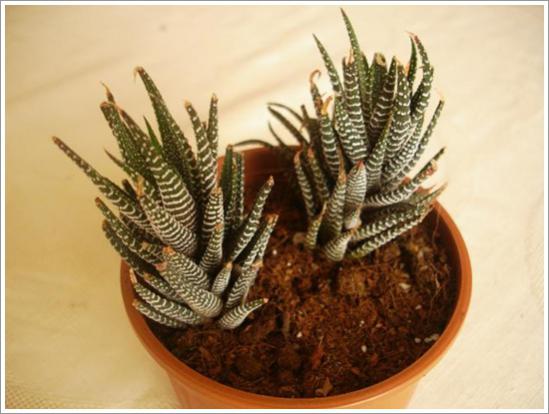 Name:  Haworthia fasciata (3) 2.jpg
Views: 925
Size:  35.2 KB