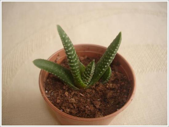 Name:  H.tuberculata 2.jpg
Views: 949
Size:  22.9 KB