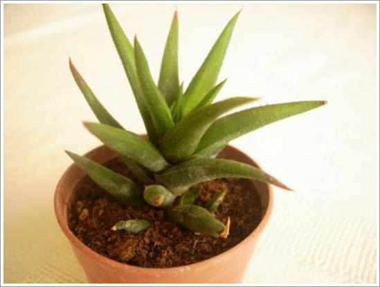 Name:  Haworthia rigida 2.jpg
Views: 1215
Size:  24.1 KB