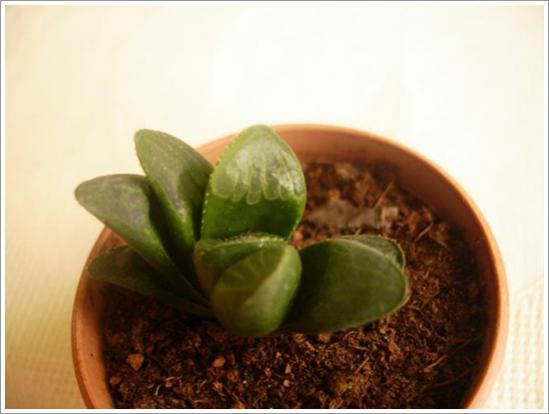 Name:  Haworthia retusa (2) 2.jpg
Views: 944
Size:  24.6 KB