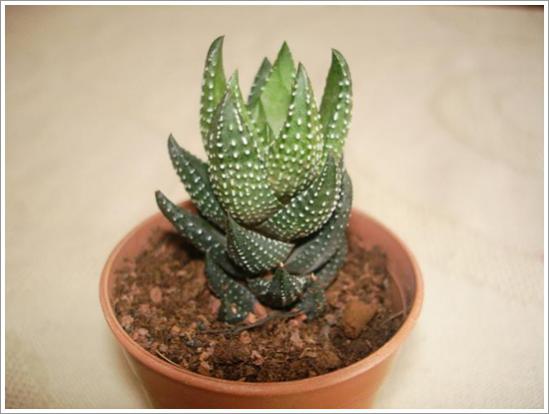 Name:  Haworthia reinwardii 2.jpg
Views: 1043
Size:  26.6 KB