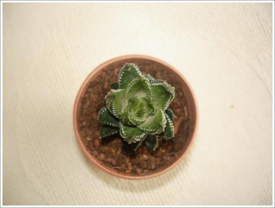 Name:  Haworthia reinwardii (2) 2.jpg
Views: 967
Size:  22.4 KB