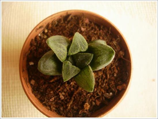 Name:  Haworthia pygmaea 2.jpg
Views: 839
Size:  30.8 KB