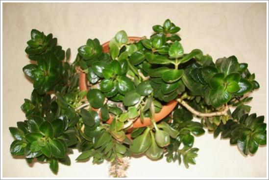 Name:  kalanchoe..jpg
Views: 1182
Size:  34.2 KB
