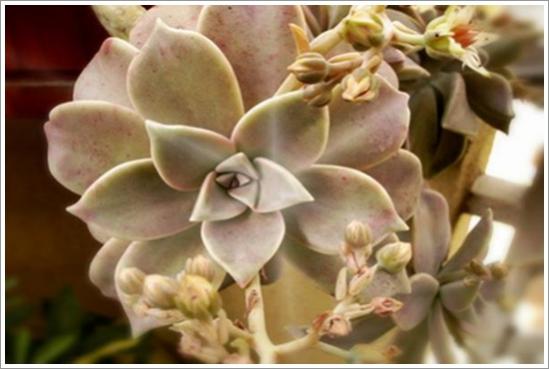 Name:  Graptopetalum paraguayense 400.jpg
Views: 877
Size:  29.3 KB