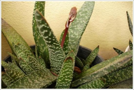 Name:  gasteria carinata..jpg
Views: 875
Size:  34.9 KB