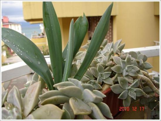 Name:  DSC01903 (Small).jpg
Views: 971
Size:  33.4 KB