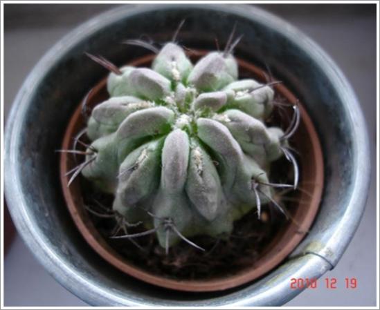 Name:  Untitled 1 (Medium)2.jpg
Views: 948
Size:  32.8 KB