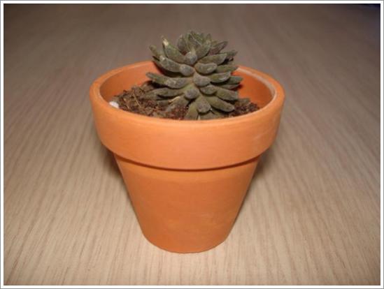 Name:  Sinocrassula yunnanensis 2.jpg
Views: 893
Size:  22.3 KB