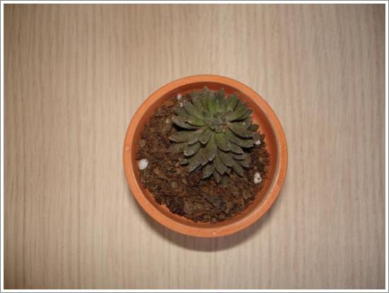 Name:  Sinocrassula yunnanensis (2)2.jpg
Views: 813
Size:  24.0 KB