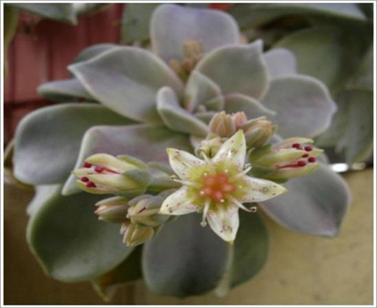 Name:  Graptopetalum paraguayense2.jpg
Views: 1084
Size:  26.0 KB