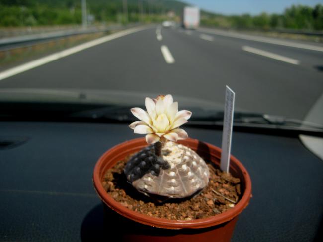 Name:  AGUSTOS 2011 008.jpg
Views: 967
Size:  28.1 KB