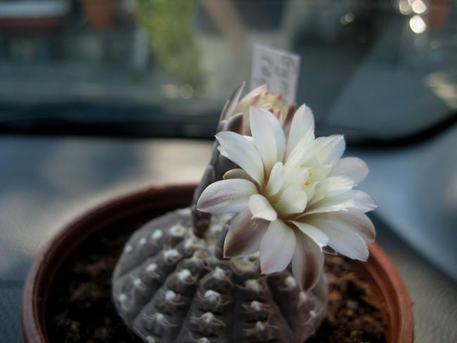 Name:  MUDURNU AGUSTOS 2011 022.jpg
Views: 1013
Size:  27.8 KB
