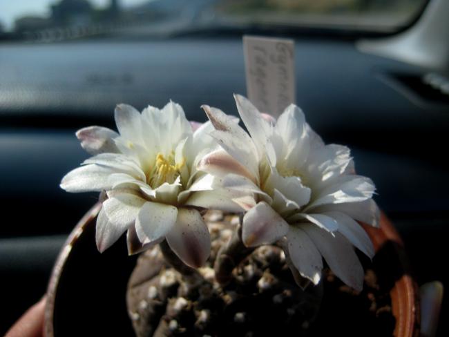 Name:  MUDURNU AGUSTOS 2011 129.jpg
Views: 967
Size:  29.8 KB