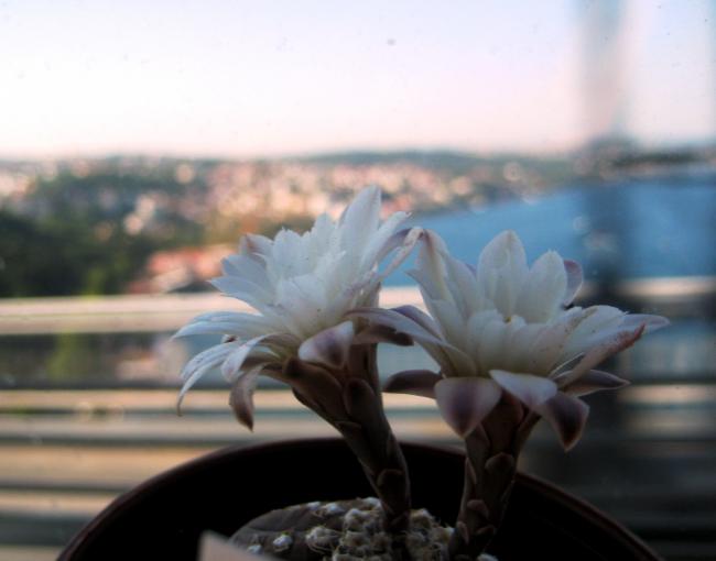 Name:  MUDURNU AGUSTOS 2011 139.jpg
Views: 988
Size:  27.3 KB