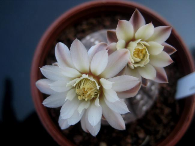 Name:  MUDURNU AGUSTOS 2011 029.jpg
Views: 974
Size:  27.3 KB