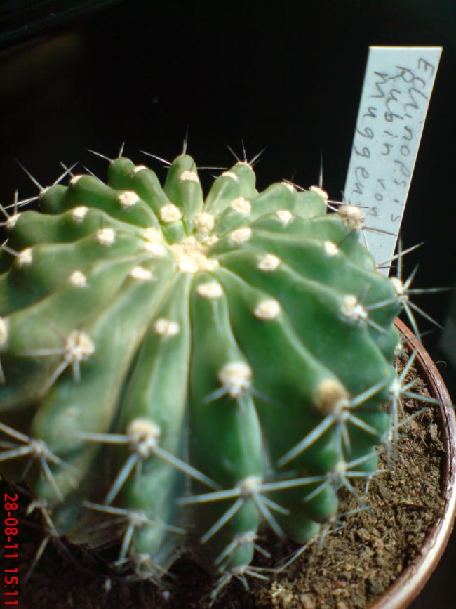 Name:  DSC01794.jpg
Views: 337
Size:  62.5 KB