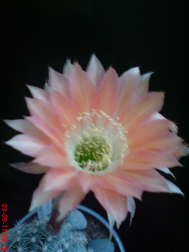Name:  DSC01817.jpg
Views: 334
Size:  36.6 KB