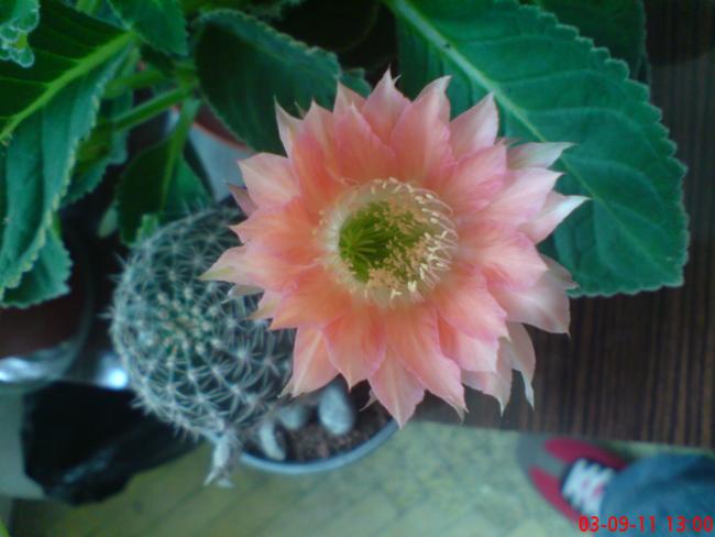 Name:  DSC01826.jpg
Views: 318
Size:  35.0 KB
