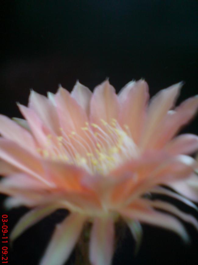 Name:  DSC01821.jpg
Views: 1051
Size:  30.9 KB