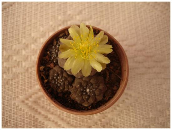 Name:  copiapoa hypogaea.jpg
Views: 857
Size:  29.9 KB
