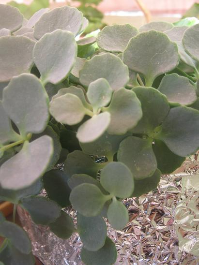 Name:  sedum sieboldii.JPG
Views: 1696
Size:  43.3 KB