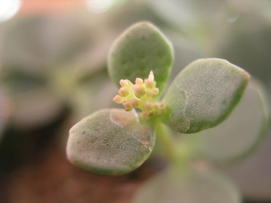 Name:  sedum sieboldii tomurcuk.JPG
Views: 1713
Size:  31.1 KB