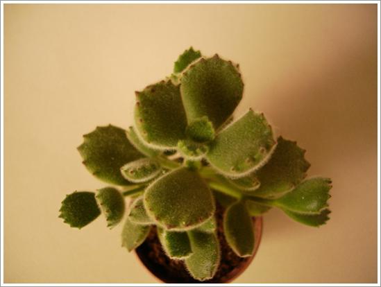 Name:  DSC07501.jpg
Views: 961
Size:  21.6 KB