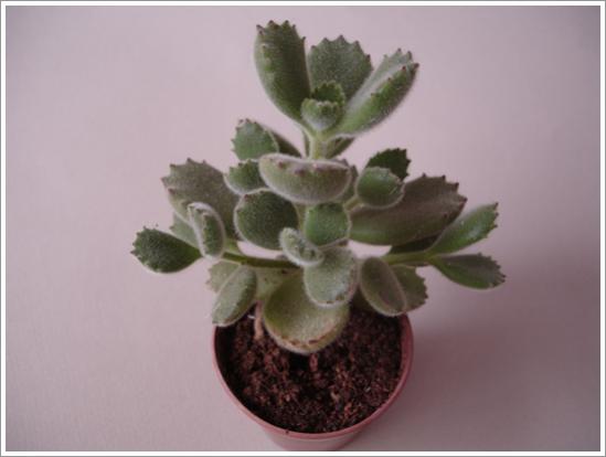 Name:  DSC07506.jpg
Views: 947
Size:  20.4 KB