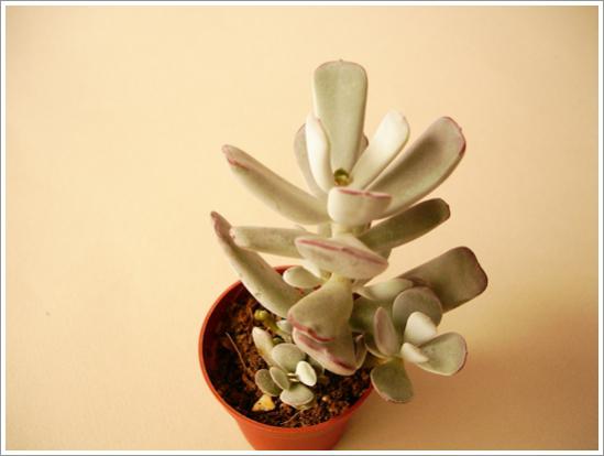 Name:  DSC07516.jpg
Views: 729
Size:  20.0 KB