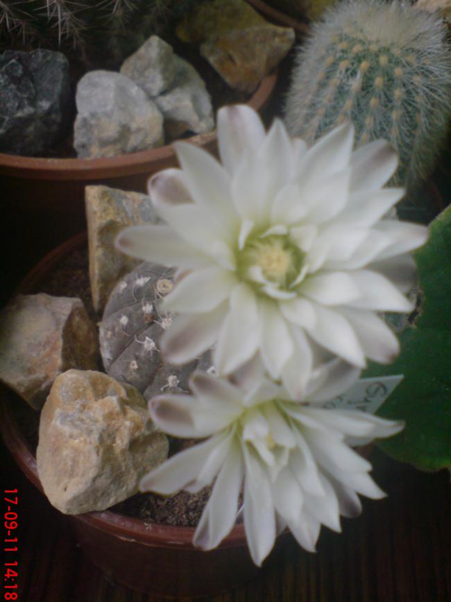 Name:  DSC01925.jpg
Views: 526
Size:  50.7 KB
