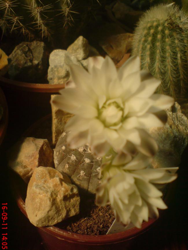 Name:  DSC01918.jpg
Views: 539
Size:  56.5 KB
