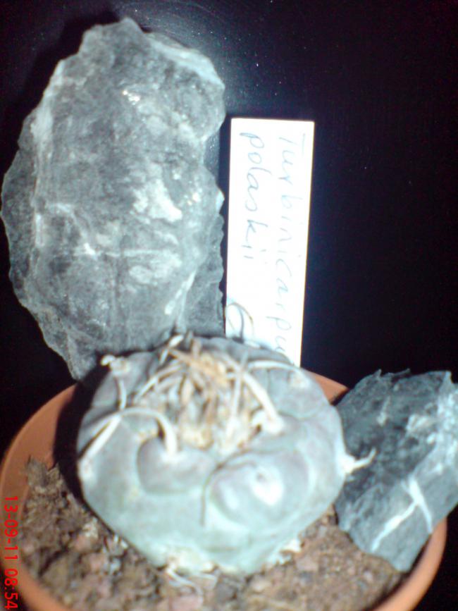 Name:  DSC01883.jpg
Views: 494
Size:  58.4 KB
