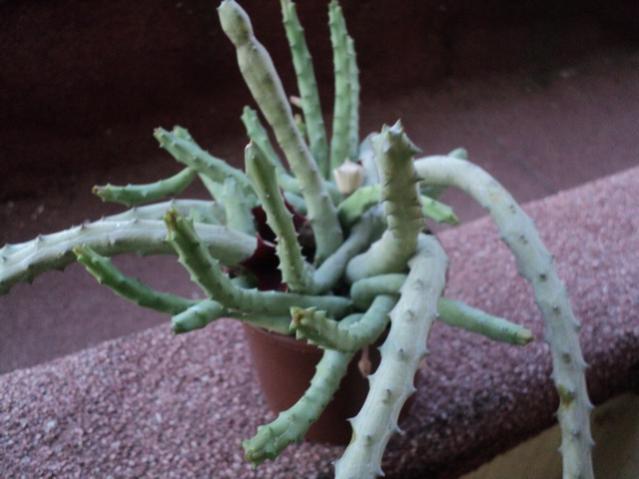 Name:  Image00018.jpg
Views: 1633
Size:  36.4 KB