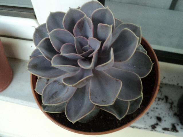 Name:  Image00004.jpg
Views: 1678
Size:  32.3 KB