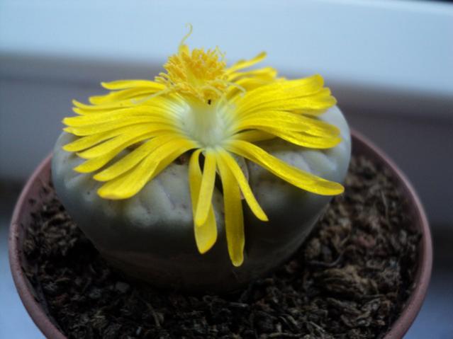 Name:  Image00011.jpg
Views: 1666
Size:  30.0 KB