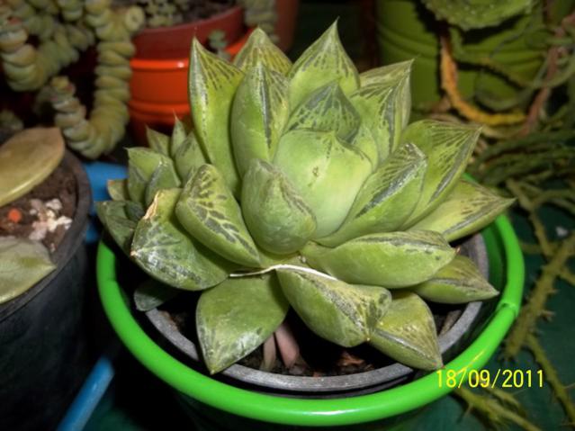 Name:  100_0958.jpg
Views: 1072
Size:  44.3 KB