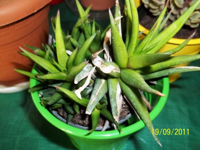 Name:  100_0967.jpg
Views: 832
Size:  47.0 KB
