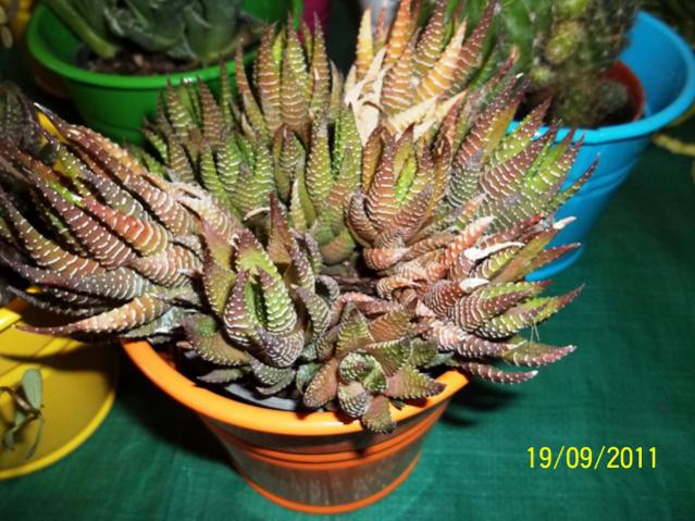 Name:  100_0965.jpg
Views: 918
Size:  62.7 KB