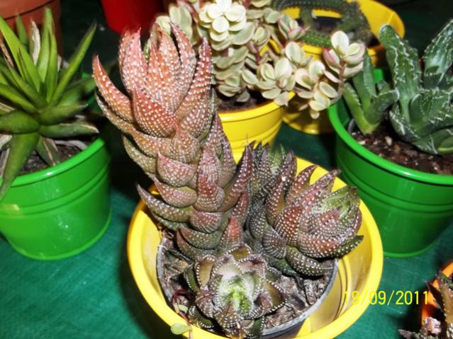 Name:  100_0966.jpg
Views: 935
Size:  64.4 KB