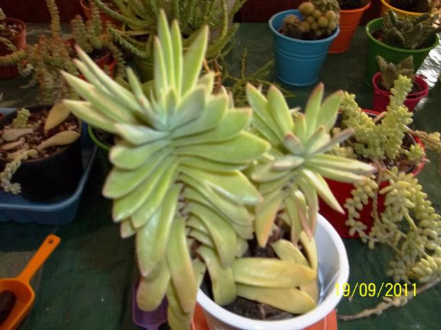 Name:  100_0972.jpg
Views: 897
Size:  47.2 KB