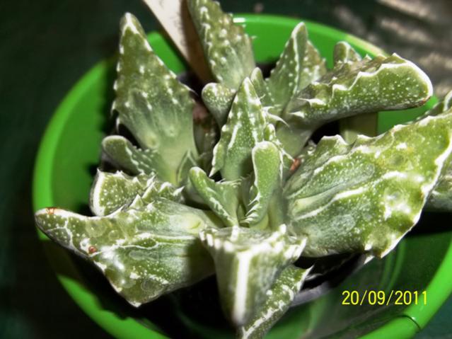 Name:  100_0981.jpg
Views: 844
Size:  46.0 KB