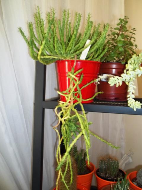 Name:  100_0984.jpg
Views: 816
Size:  43.7 KB