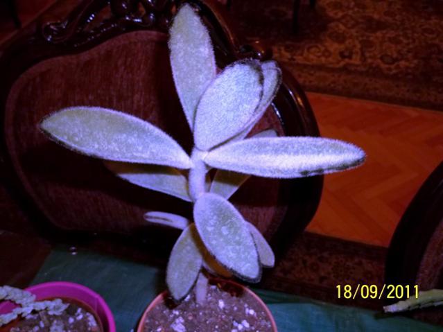 Name:  100_0961.jpg
Views: 845
Size:  36.8 KB